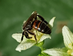 Andrena florea