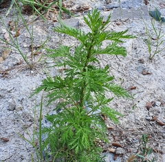 Artemisia
