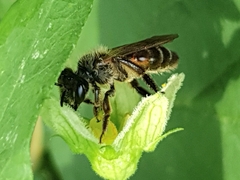 Andrena florea