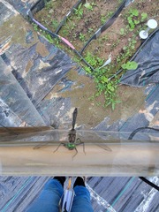 Cordulia shurtleffii