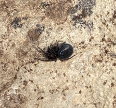 Titanoecoidea