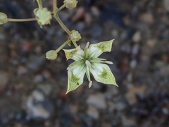 Frasera albomarginata