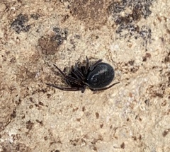 Titanoecoidea