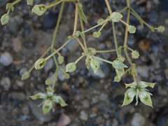 Frasera albomarginata