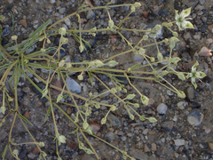 Frasera albomarginata