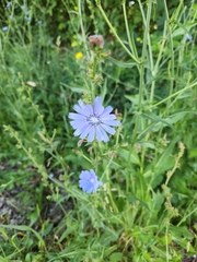 Cichorium intybus