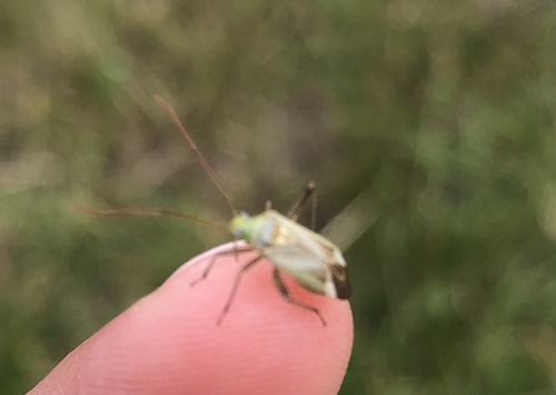 Alfalfa Plant Bug