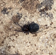 Titanoecoidea