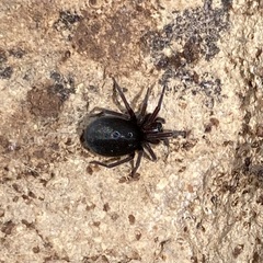 Titanoecoidea