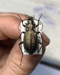 Carabus