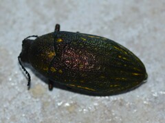 Julodis ehrenbergii