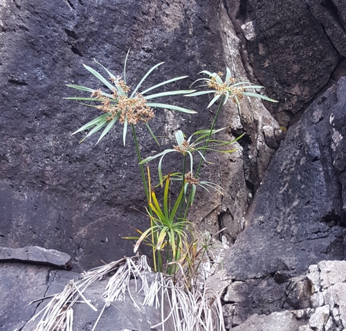 Cyperus alternifolius image