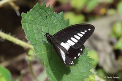 Papilio echerioides