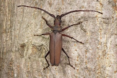 Aegosoma sinicum sinicum