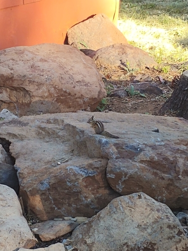 iNaturalist observation photo of Yellow-pine Chipmunk