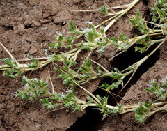 Sporobolus minuartioides