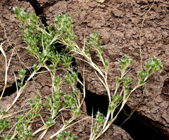 Sporobolus minuartioides