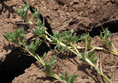 Sporobolus minuartioides