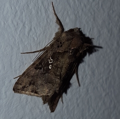 Argyrogramma signata