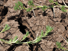 Sporobolus minuartioides