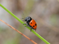 Cryptocephalus trimaculatus