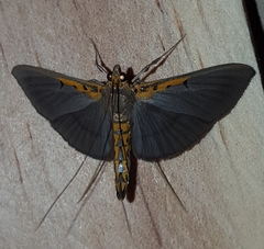 Filodes costivitralis