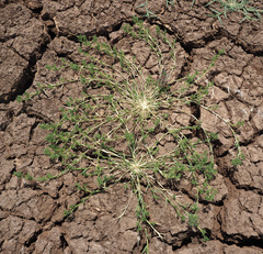 Sporobolus minuartioides