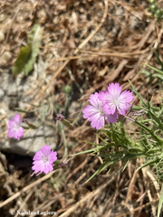 Dianthus juniperinus