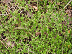 Selaginella sinensis