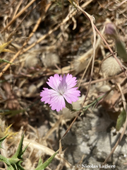 Dianthus juniperinus