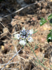 Nigella degenii