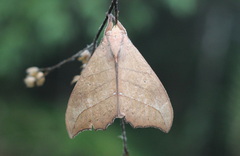 Gangarides splendidus
