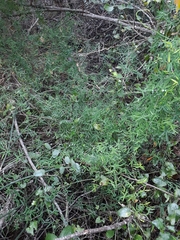Asparagus volubilis