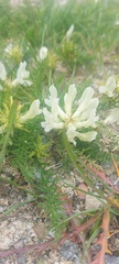 Oxytropis muricata