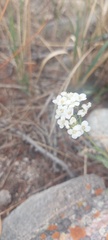 Smelowskia alba