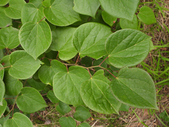 Cercis chinensis
