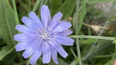 Cichorium intybus