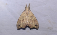 Gangarides vardena