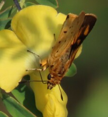 Parosmodes morantii