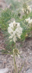 Astragalus versicolor
