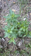 Mercurialis annua