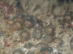 Polycyathus verrilli