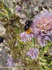 Bombus