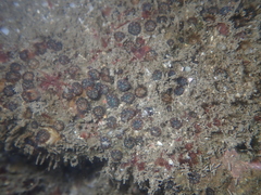 Polycyathus verrilli