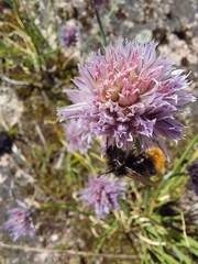 Bombus