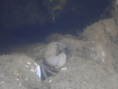 Atergatis integerrimus