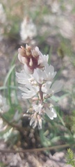 Astragalus versicolor