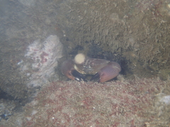 Atergatis integerrimus