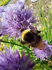 Bombus