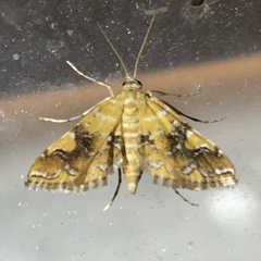 Elophila nebulosalis